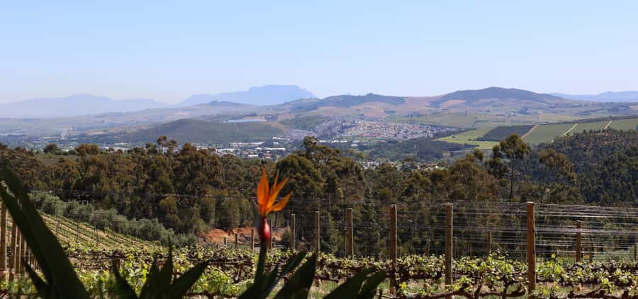 Table Mountain & Constantia Wine Estate Private Combo Tour - Guides, language, and the private format