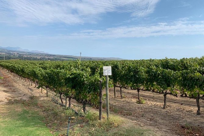 Table Mountain & Constantia Wine Tasting Full Day Tour. - What the $225.04 price really covers