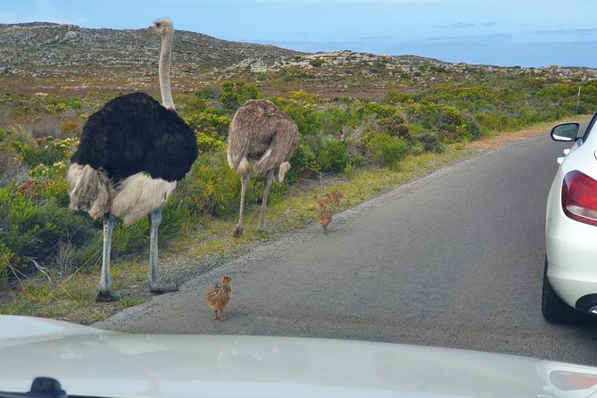 Table Mountain, penguin and Cape of good hope Fees included - Chapman’s Peak makes the drive part of the attraction