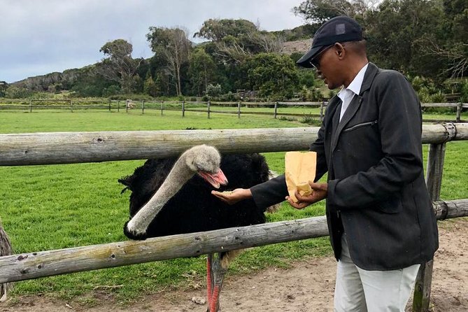 Table Mountain, penguin and Cape of good hope Fees included - Noordhoek Farm Village is the breathing space