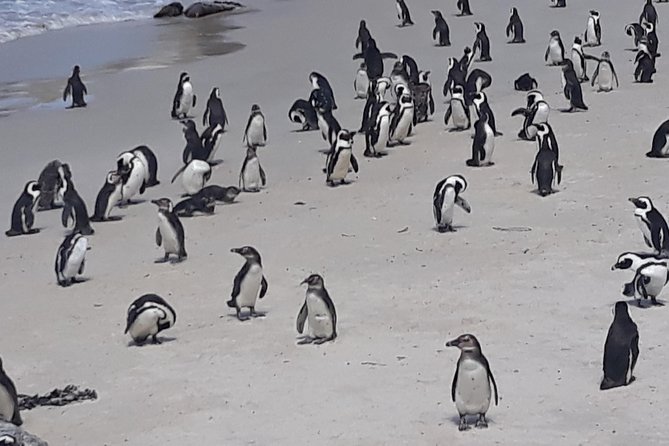 Table Mountain, penguin and Cape of good hope Fees included - Cape Point Nature Reserve takes up the heart of the day