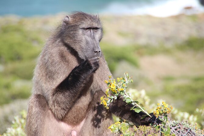 Table Mountain, Penguin,Cape Point Private Day Tour in Cape Town - One long day across Cape Town’s southern peninsula