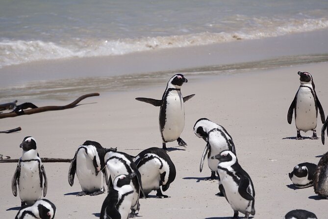 Table Mountain, Penguin,Cape Point Private Day Tour in Cape Town - Hout Bay and Chapman’s Peak Drive