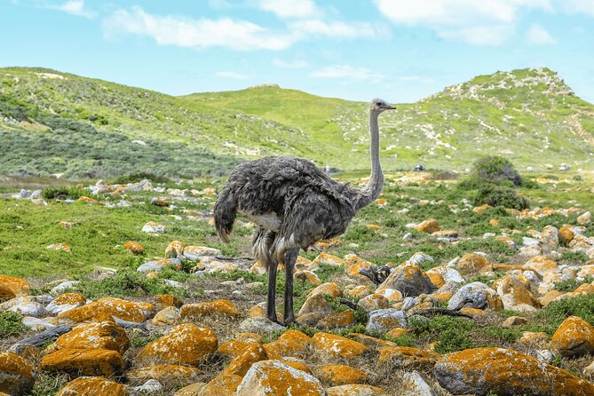 Table Mountain, Penguin,Cape Point Private Day Tour in Cape Town - Cape Town city center and Bo-Kaap