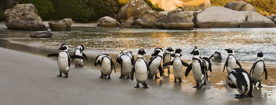 Table Mountain, Penguins & Cape of good hope full day Tour - Key points at a glance