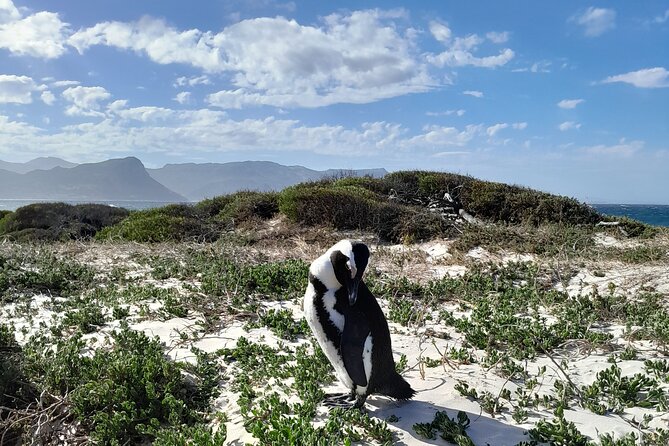 Table Mountain, Penguins, Cape of Good Hope: Private Tour - Why this private Cape Peninsula day works