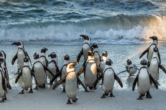 Table Mountain, Penguins & Cape of Good Hope Small Group Top Tour from Cape Town - Camps Bay and Maiden’s Cove