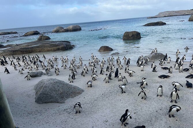 Table Mountain, Penguins & Cape of Good Hope Small Group Tour - A full day from Cape Town to the Cape Peninsula