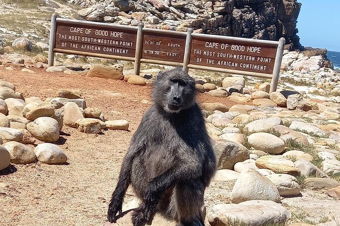 Table Mountain, Penguins & Cape of Good Hope Small Group Tour - Simon’s Town and the story of Just Nuisance