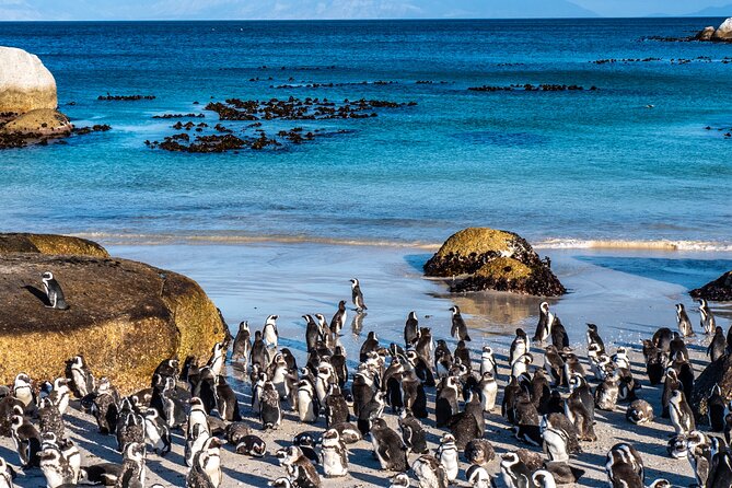 Table Mountain, Penguins & Cape Point Small Group Tour Cape Town - Chapman’s Peak, the road that earns its toll