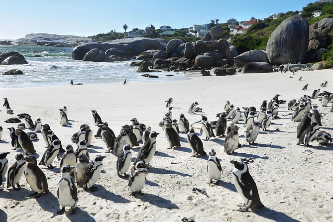 Table Mountain, Penguins Colony and Cape of Good Hope Small Group Shared Tour - Table Mountain depends on the weather