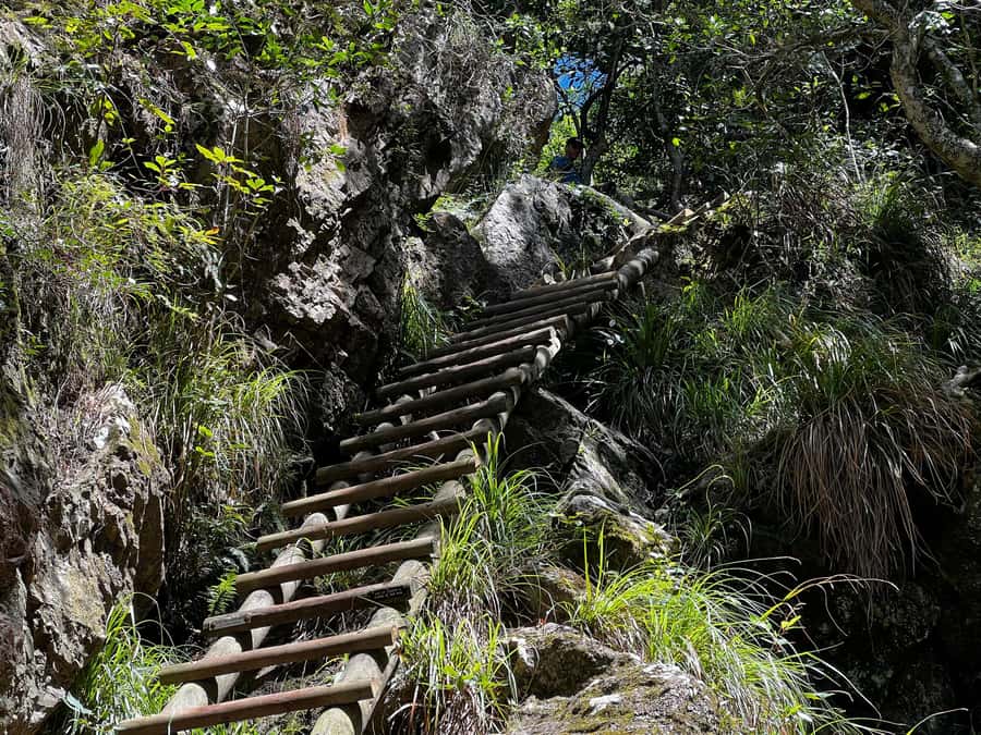Table Mountain: Skeleton Gorge Hike - A forest start at Kirstenbosch