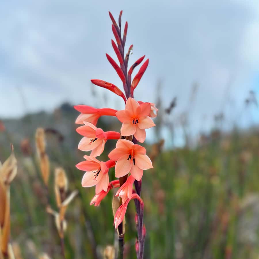 Table Mountain: Skeleton Gorge Hike - The Skeleton Gorge waterfall and ladders