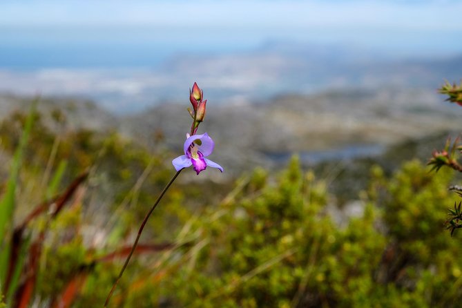 Table Mountain Summit Hike via Kasteelspoort - Reaching the Back Table at 740 metres