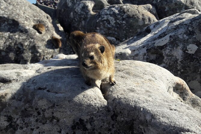 Table Mountain Summit Walk for the Whole Family - PRIVATE - Booking details that matter