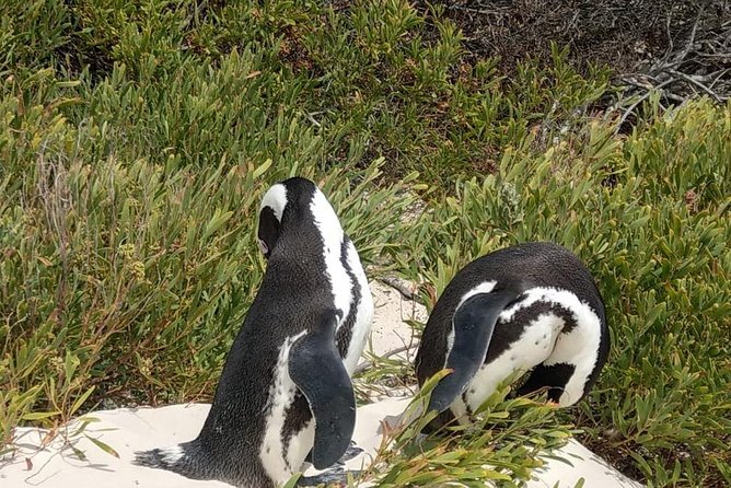 Table Mountain-Wines-Penguins-Cape Point All Inclusive Group Tour - Hout Bay adds an optional boat trip