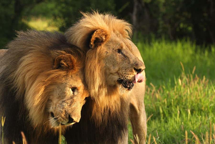 Tala Game Reserve & Natal Lion Park 1/2 Day Tour from Durban - Key points to know before booking