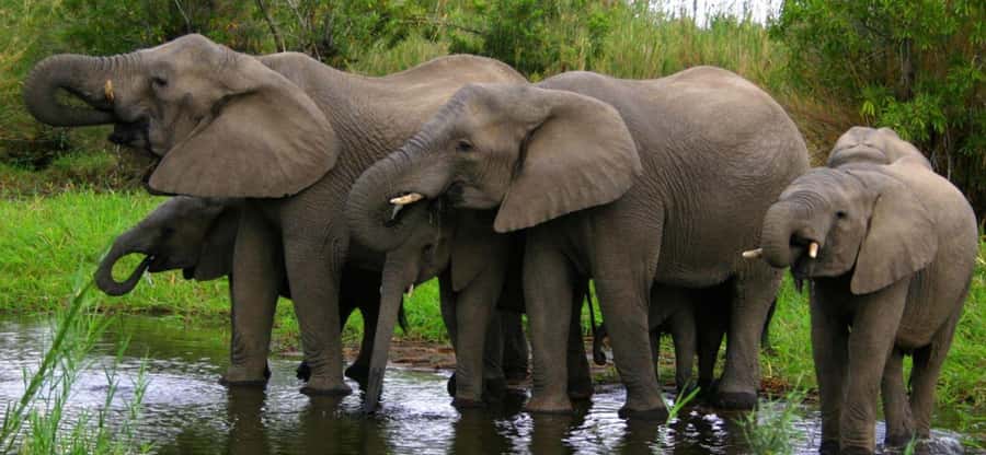 Tala Game Reserve & Natal Lion Park 1/2 Day Tour from Durban - Tala Game Reserve and its wider animal mix
