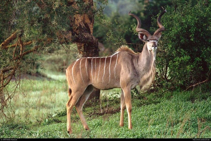 Tala Game Reserve & Natal Lion Park 1/2 Day Tour from Durban - The guide can make or break the morning