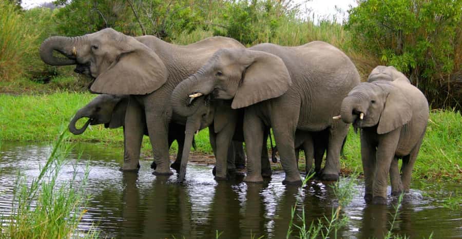 Tala Game Reserve & Natal Lion Park 1/2 Day Tour from Durban - Is $190 a fair price?