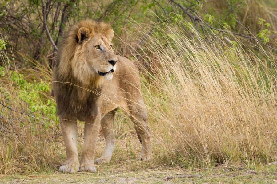Tala Game Reserve & Natal Lion Park 1/2 Day Tour from Durban - Vehicle choice and crowding deserve attention