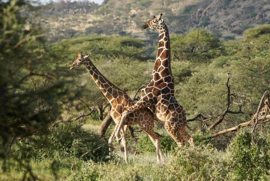 Tala Game Reserve & Natal Lion Park 1/2 Day Tour from Durban - Comfort, communication, and what to bring