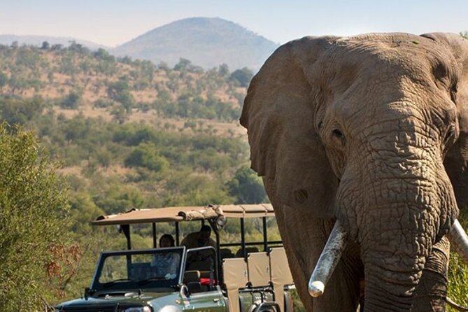 Tala Game Reserve, Phezulu Safari & Natal Lion Park Full Day Tour From Durban - Why this three-park day works