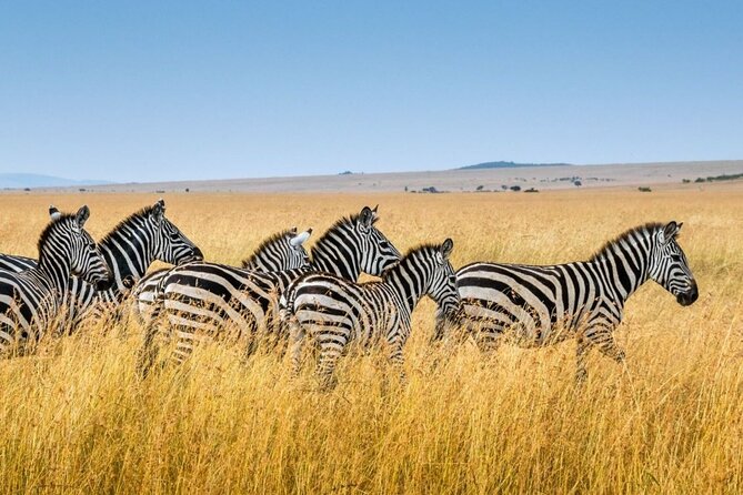 Tala Game Reserve, Phezulu Safari & Natal Lion Park Full Day Tour From Durban - Natal Lion Park: the closest animal encounters