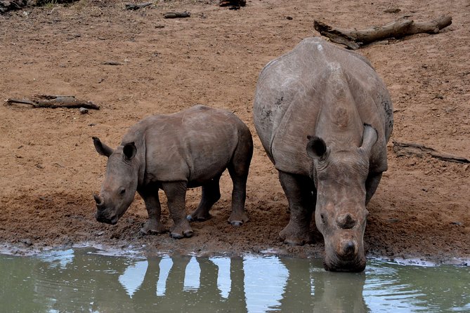 Tala Mini Day Safari - Durban - Key points about the Tala mini safari