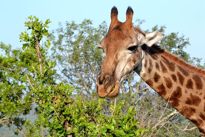 Tala Mini Day Safari - Durban - Which animals might you see?