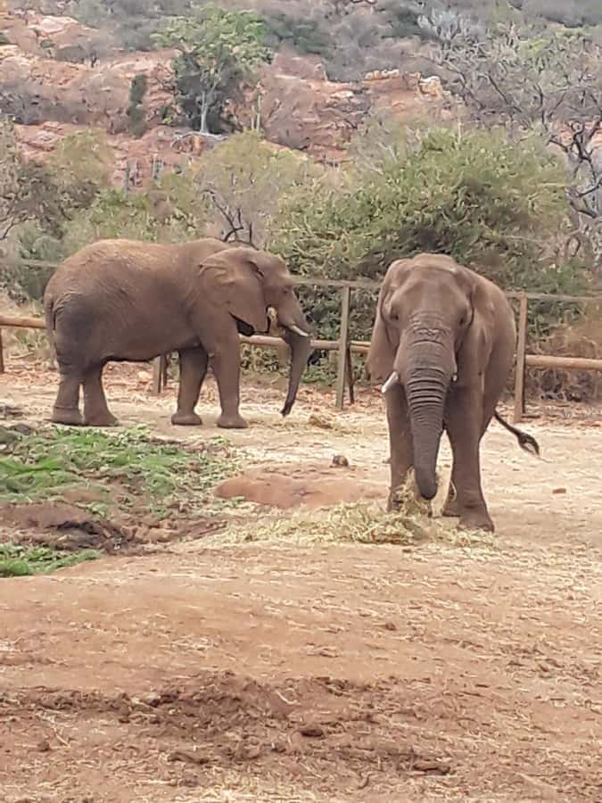 The Elephant and Monkey Sanctuary. - Key points to know before you book