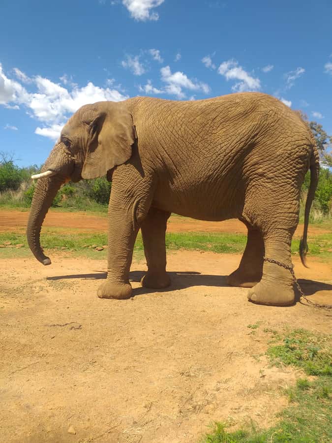 The Elephant and Monkey Sanctuary. - Leaving Johannesburg for the Magaliesburg mountains