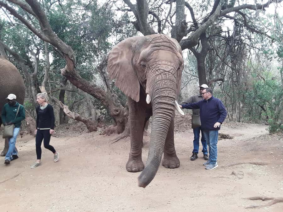 The Elephant and Monkey Sanctuary. - What the monkey visit is really like