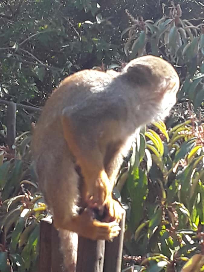 The Elephant and Monkey Sanctuary. - Should you book the Elephant and Monkey Sanctuary?