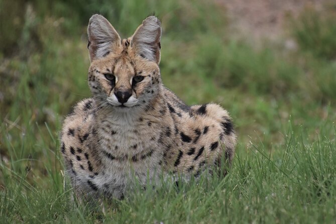 The Private Wildlife Tour - Meeting South Africa’s Wild Cats at Tenikwa
