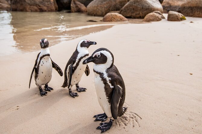 The Road Trip (Cape Point and Penguins) - Boulders Beach and the African penguins