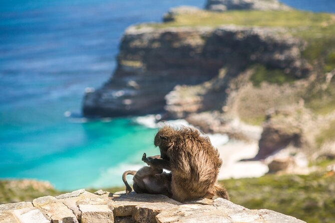 The Road Trip (Cape Point and Penguins) - Lunch, comfort, and the value of the price