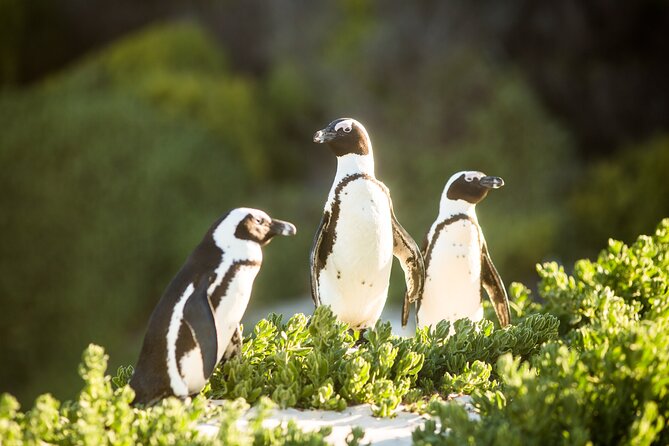 The Road Trip (Cape Point and Penguins) - Muizenberg’s beach huts and a quick photo stop