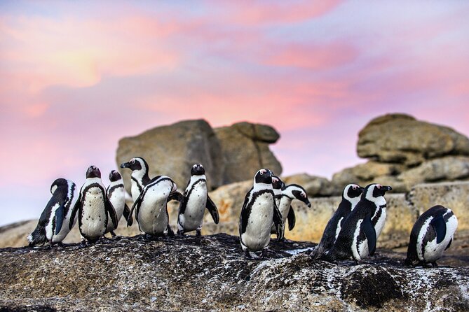 Top 10 Super Tour: Table Mountain, Penguins & Cape of Good Hope Small Group Trip - Chapmans Peak is more than a drive-through