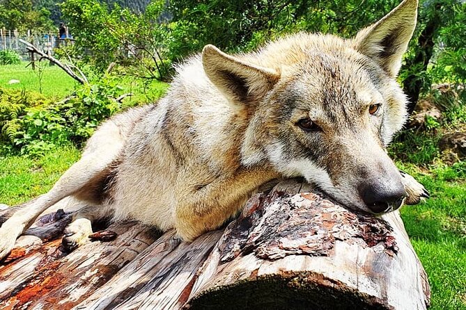 Tsitsikamma Wolf Sanctuary Guided Tour & Day Pass - Why the Tsitsikamma setting matters