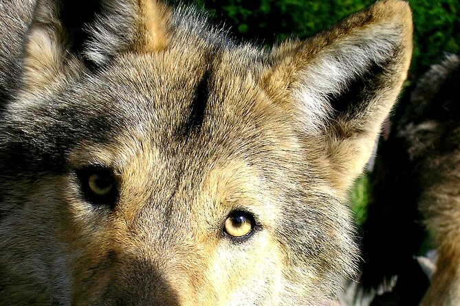Tsitsikamma Wolf Sanctuary Guided Tour & Day Pass - A one-hour walk built around the wolves