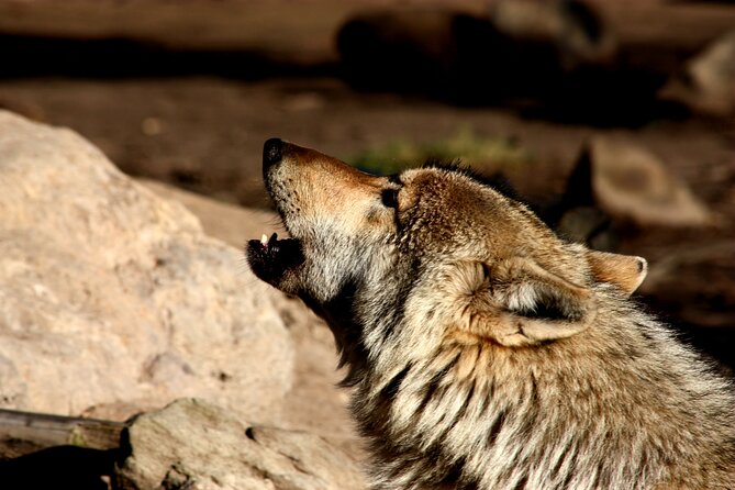 Tsitsikamma Wolf Sanctuary Guided Tour & Day Pass - What you actually get for $20.23