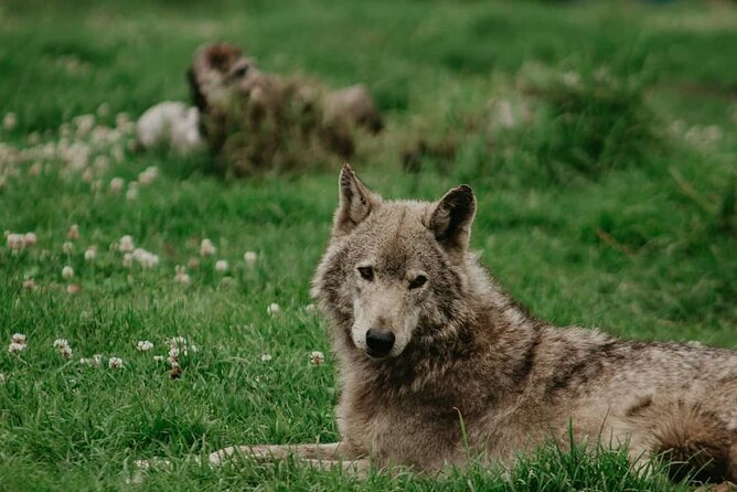 Tsitsikamma Wolf Sanctuary Guided Tour & Day Pass - The emotional side of a wolf sanctuary