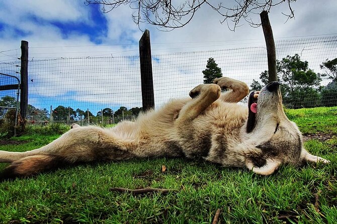 Tsitsikamma Wolf Sanctuary Guided Tour & Day Pass - Practical planning for your visit