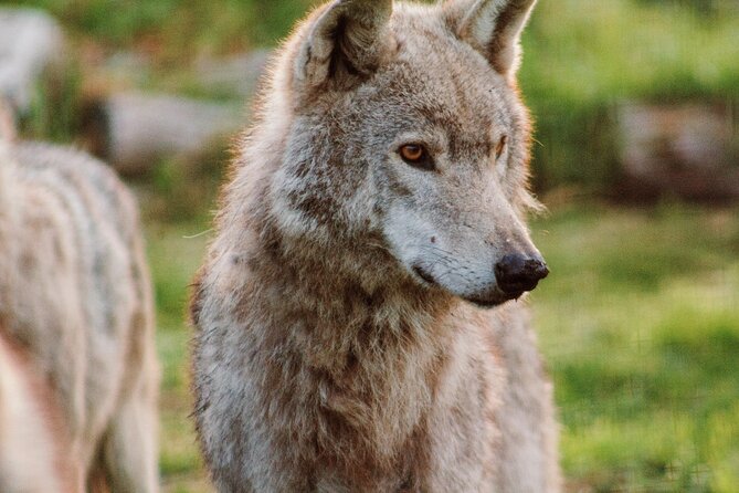 Tsitsikamma Wolf Sanctuary Guided Tour & Day Pass - The wolves are the real focus