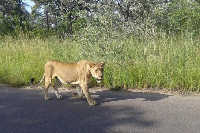 Two day Kruger National Park Safari from Johannesburg - The early Johannesburg departure and four-hour ride
