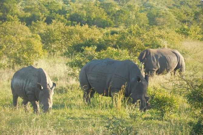 Two day Kruger National Park Safari from Johannesburg - Your first afternoon in Kruger
