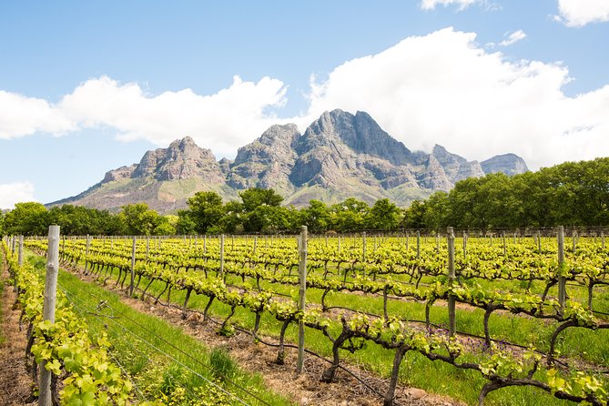 Urban Safari in Cape Town - Starting at Kloof Street