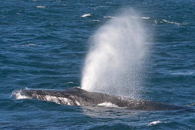 V&A Waterfront Marine Big 5 Ocean Safari - Booking, cancellations, and practical details