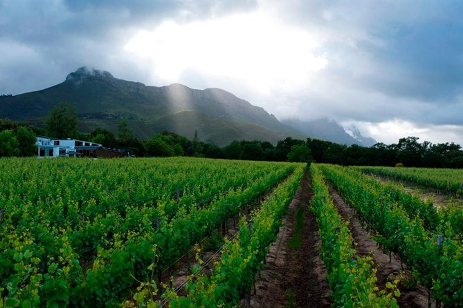 Vine Hopper: Hop-On Hop-Off Wine Tour - Eastern Route - A flexible way to taste Stellenbosch